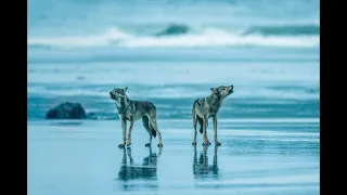 Save the sea wolves Remember Takaya