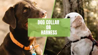 Types of Dog Collar & Harness: How To Choose The Right One For Your Pooch