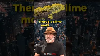 Why This Slime Mold Is Smarter Than People?!? 🤯| JRE ft. Paul Stamets #shorts