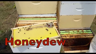 Honeydew Honey Is What?!!