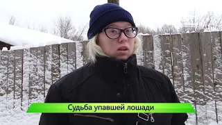 Судьба упавшей лошади  Новости Кирова 09 01 2020