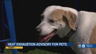 Heat Exhaustion advisory for pets