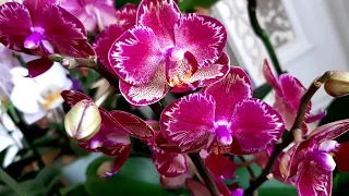Как добиться прекрасного развития орхидеи не пересаживая ее после покупки.Извлечение торф стакана