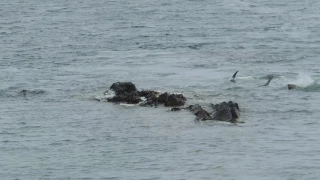 Killer Whale tail slaps Grey Seal