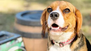 Homemade pizza Friday, Rosie the Beaglier celebrates her birthday with a lure run