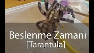 Beslenme Zamanı - Tarantulalar