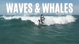 Waves and Whales | Wingfoil Brazil