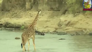 Giraffe is Across The River escape confront a crocodile hunt