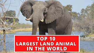 Top 10 Largest Land Animals In The World