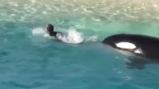 ORCA THROWS TRAINER IN AIR AT SEA WORLD, SAN DIEGO CALIFORNIA 2009.