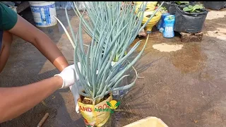 Panen dan Tanam Ulang Daun Bawang di Plastik Bekas...