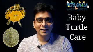 baby turtle care | how to take care of red eared slider turtle | turtle care tips in hindi
