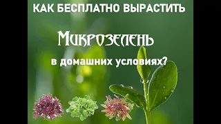 КАК БЕСПЛАТНО ВЫРАСТИТЬ МИКРОЗЕЛЕНЬ В ДОМАШНИХ УСЛОВИЯХ?  КАК СЭКОНОМИТЬ НА ТАРЕ ?