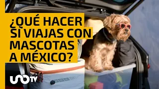 ¿Cuánto debes pagar y qué requisitos debes cumplir si viajas con mascotas a México?