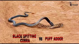 Snake Fight BLACK SPITTING COBRA Vs PUFF ADDER in Ruaha National Park  (1080p Video)