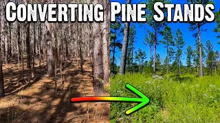 Converting Pine Stands to Quality Habitat