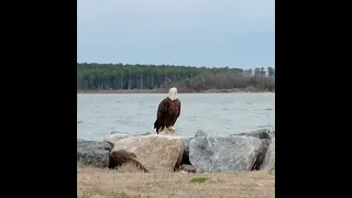 Bald Eagle in Virginia