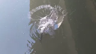 Форель растет , три поколения в пожарном водоеме