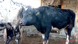 Amazing Bull Wonderful Excellent Bull Cow || Village Animals ||