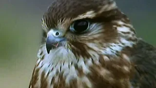 Secret Nature - Facts About Birds of Prey 🦅 | S01E05 | Bird Documentary | Natural History Channel