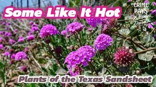 Heat-Loving Plants of the Sand : South Texas Edition