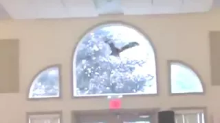 Owl Crashes Into Window At Wedding 🙈