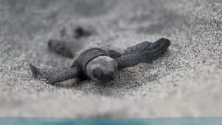 Sea Turtles Nesting on the Beaches of Florida's Space Coast