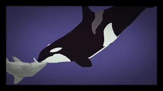 Orca vs bull shark