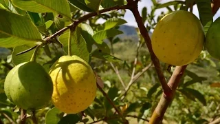 Características de la Industria de la Guayaba en Colombia - TvAgro por Juan Gonzalo Angel