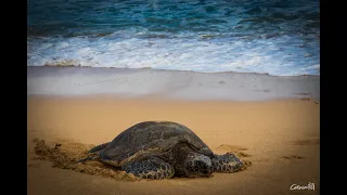 GoPro Video - Snorkeling with Sea Turtles (Maui, HI)