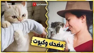 قطط مضحكة جداً - اضحك مع القطط حتي البكاء 😂 (جديد 2019)#10