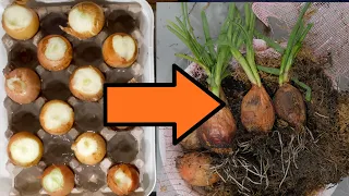 Growing green onions without soil!