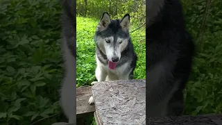 Ежегодный съезд песьей партии