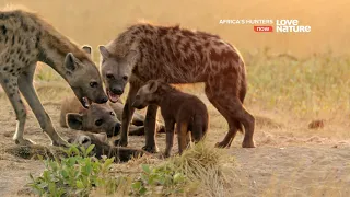 Африканские охотники / Africa's Hunters : Бойцы степей 6 серия 4K