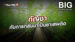 กัญชากับการกลับมาเป็นยาเสพติด | Big Story เรื่องใหญ่ Thai PBS