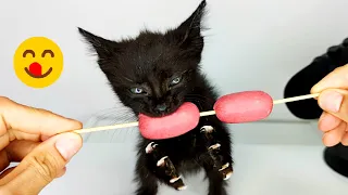 Kitten eating Sausage ASMR #3