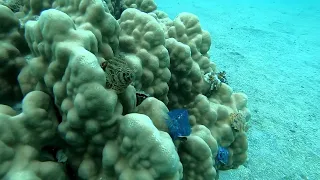 Fiji 24 10 22 Beqa Lagoon