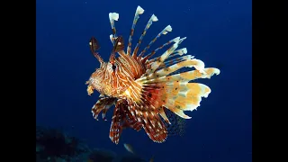 Lionfish: The Alien of the Sea?