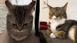 When a silly Cat becomes your best friend 😹 The funniest animals and pets 😅#2