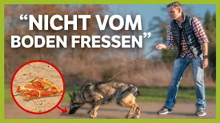 Wie du deinem Hund abgewöhnst vom BODEN zu fressen! [LIVE BEISPIEL]