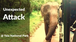 Unexpected Elephant Attack  | Yala National Park #wildlife #elephant