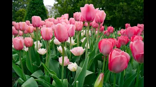 Tulips in full bloom at Longwood Gardens