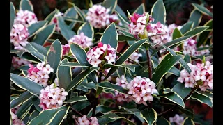 My favorite! Fragrant Spring Shrubs/Garden Style nw