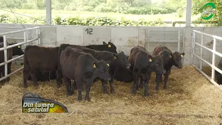 Cu cât s-au vândut exemplarele de Aberdeen Angus in cadrul licitațiilor de la Mureș