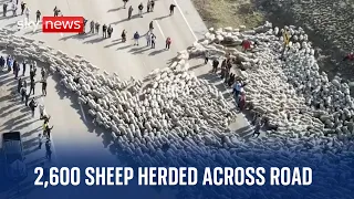 2,600 sheep are herded along road in Idaho