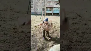 ещё один голубь попался.😅😅😅