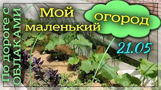 Мой маленький огород. 21 мая 2022 г.