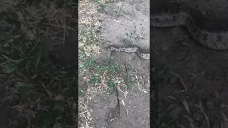 Гадюка смотреть всем . Городские в деревне.