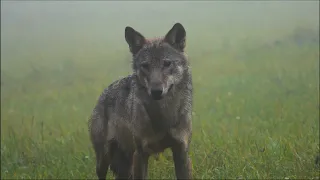 VLK DRAVÝ WOLF (CANIS LUPUS) on 12 meters I 4K