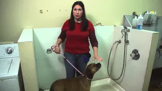 How to Bathe a Large Dog Who Is Resistant During Bath Time? : Dog Training Tips